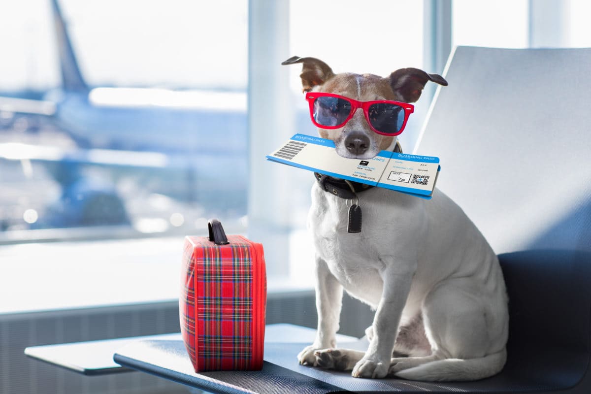 Como transportar animais em avião 2
