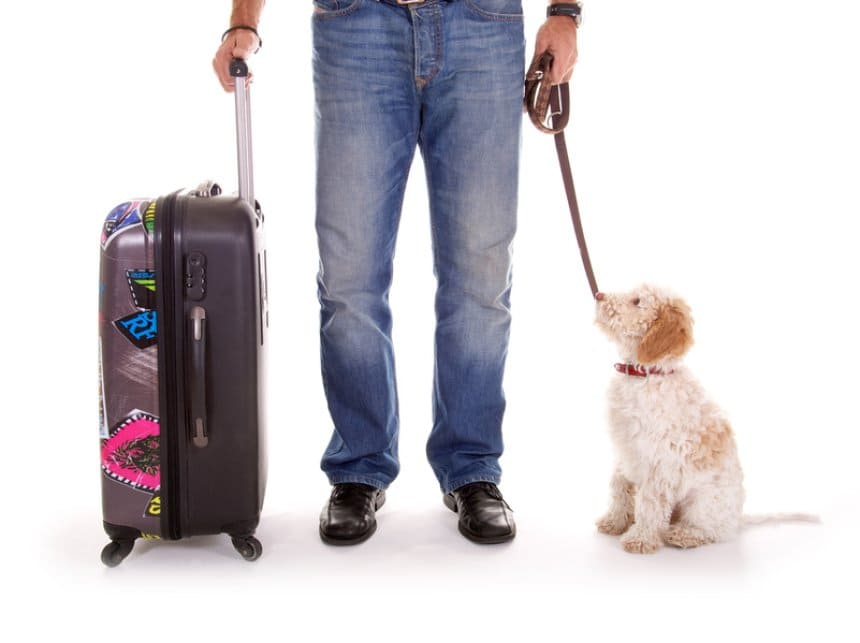 Quais são os cuidados essenciais com o pet da hora da viagem 1