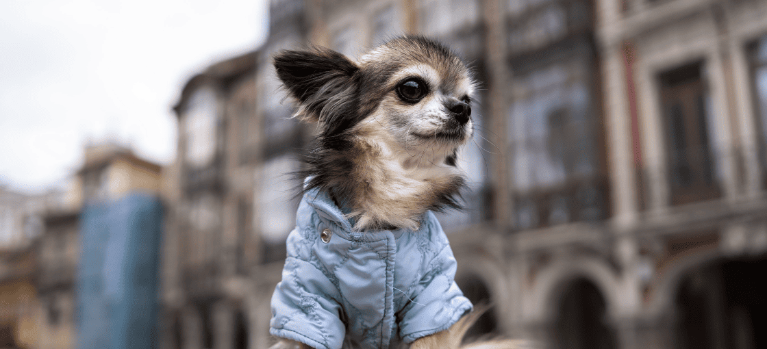 Cachorro da raça Chihuaha vestindo um colete azul e sentado em frente a um prédio em Portugal