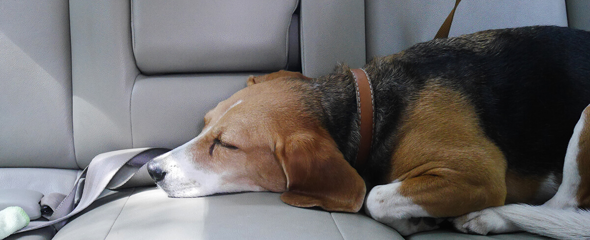 comfortably fit for nap