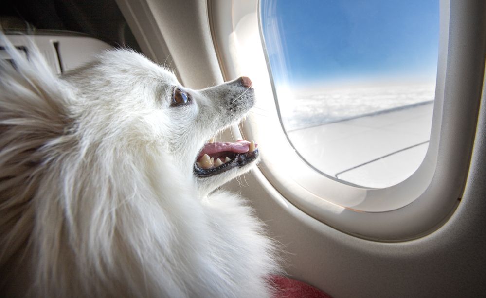 companhia aerea para o transporte de animais