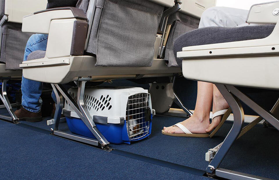 BUT WILL MY PET TRAVEL IN THE CARGO HOLD?