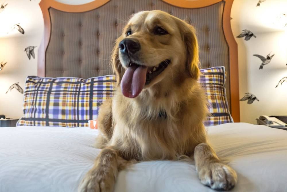 hotelzinho para cães