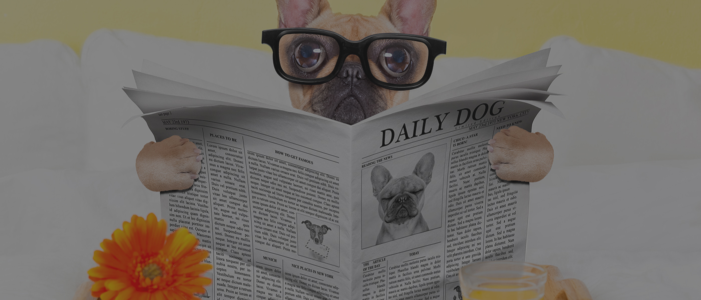 Hospedagem com acompanhamento veterinário