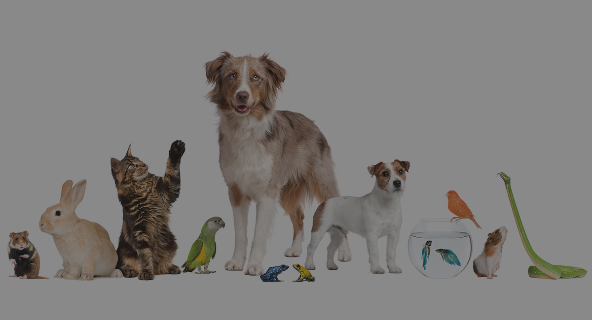 Empresa transportadora de animais